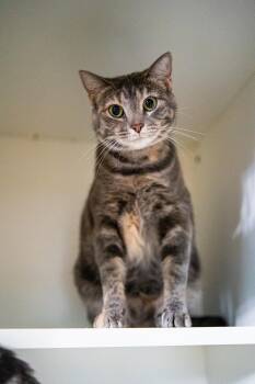 Freya -  Domestic Short Hair Cat for Adoption in Morgantown, West Virginia - Freya | PetCurious