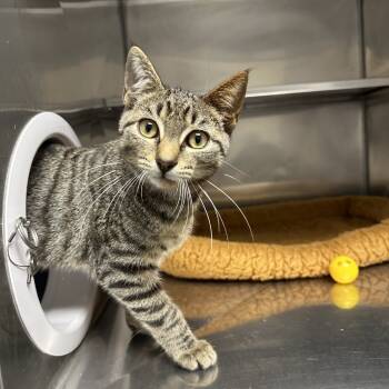 Rescue American Shorthair Cats for Adoption in Blue Ridge, Georgia - Kyle | PetCurious