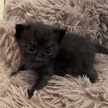 Jupiter -  Domestic Short Hair Cat for Adoption in Springboro, Ohio - Jupiter | PetCurious