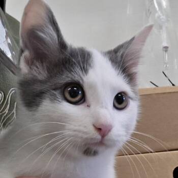 TJ Maxx -  Domestic Short Hair Cat for Adoption - TJ Maxx | PetCurious