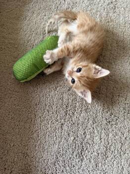 Cheeto -  Domestic Short Hair Cat for Adoption in Evergreen, Colorado - Cheeto | PetCurious