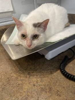 Domestic Short Hair Cats Available for Adoption - JOY | PetCurious