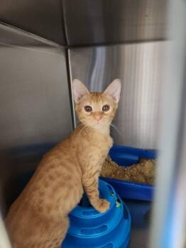 Rowan -  Domestic Short Hair Cat for Adoption in Kingman, Arizona - Rowan | PetCurious