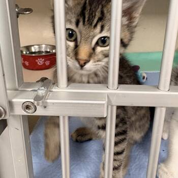 Sammy -  Domestic Medium Hair Cat for Adoption in Quincy, California - Sammy | PetCurious