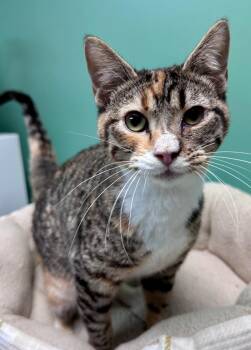 Domestic Short Hair Cats Available for Adoption - Mindy | PetCurious