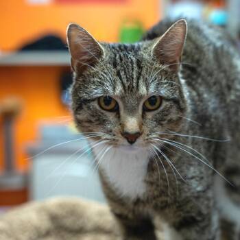 Domestic Short Hair Cats Available for Adoption in Gainesville, Georgia - Alejandro | PetCurious