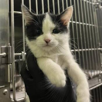 Cortado -  Domestic Short Hair Cat for Adoption in Murray, Utah - Cortado | PetCurious