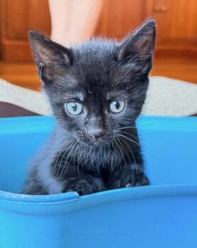 Tabby and Domestic Short Hair Cats Available for Adoption in Walnut Creek, California - Theo,Leo And  Milo | PetCurious