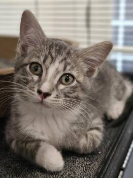 **Cat Cafe** Grey Goose -  Domestic Short Hair Cat Available for Adoption in Topeka, Kansas - **Cat Cafe** Grey Goose | PetCurious