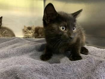 HOAGIE -  Domestic Short Hair Cat for Adoption in Grand Prairie, Texas - HOAGIE | PetCurious