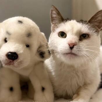Patches -  Turkish Van and American Curl Cat for Adoption in Bountiful, Utah - Patches | PetCurious