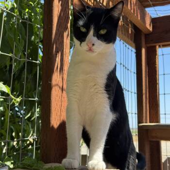 Rescue Domestic Short Hair Cats for Adoption in Tracy, California - Bandit (Bonded With Ocho) | PetCurious