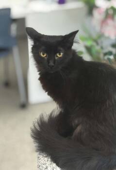 Domestic Medium Hair Cats Available for Adoption in Minneapolis, Minnesota - Kuro | PetCurious
