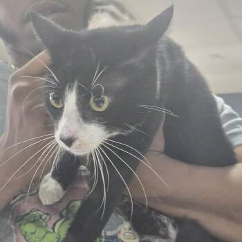 Luna -  Domestic Short Hair Cat for Adoption in Newark, New Jersey - Luna | PetCurious