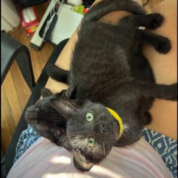 Rescue Domestic Short Hair Cats for Adoption in Evanston, Illinois - Speck And Smudge | PetCurious