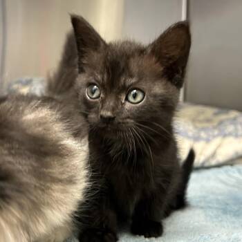 Domestic Short Hair Cats Available for Adoption in Lynchburg, Virginia - Prosper | PetCurious
