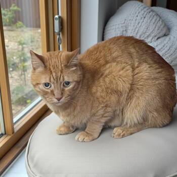 Simba -  Domestic Short Hair Cat for Adoption in Chuckey, Tennessee - Simba | PetCurious