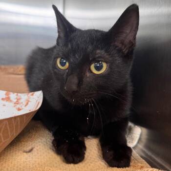 Cloud Chaser -  Domestic Short Hair Cat for Adoption in Lynchburg, Virginia - Cloud Chaser | PetCurious