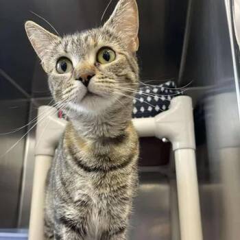 Astrid -  Domestic Short Hair Cat for Adoption in Winthrop, Maine - Astrid | PetCurious