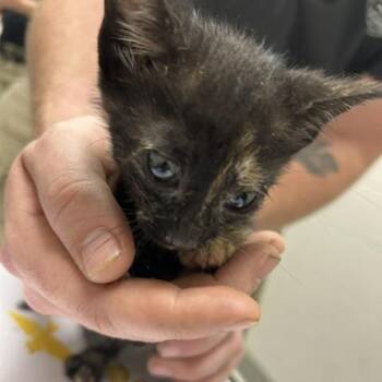 Domestic Short Hair Cats Available for Adoption in Lufkin, Texas - Shasta | PetCurious