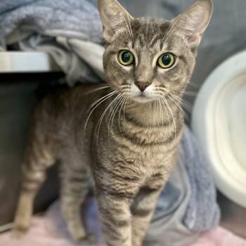 Reverend Tuttle -  Domestic Short Hair Cat for Adoption in Austin, Texas - Reverend Tuttle | PetCurious