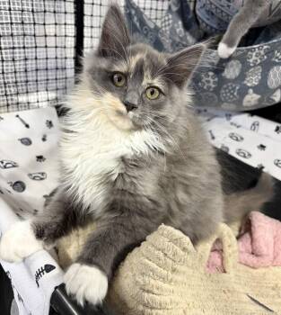 Phoebe -  Domestic Long Hair and Domestic Medium Hair Cat for Adoption in Rootstown, Ohio - Phoebe | PetCurious