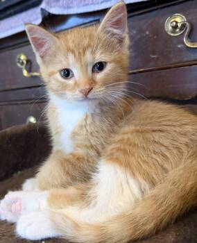 Domestic Short Hair Cats Available for Adoption in Williamsville, New York - Osborn | PetCurious