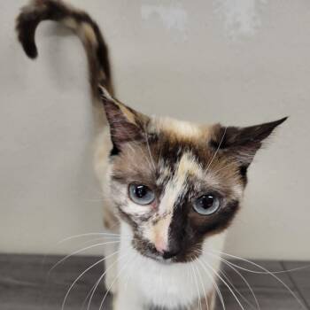 Portrait -  Domestic Short Hair and Siamese Cat for Adoption in Incline Village, Nevada - Portrait | PetCurious