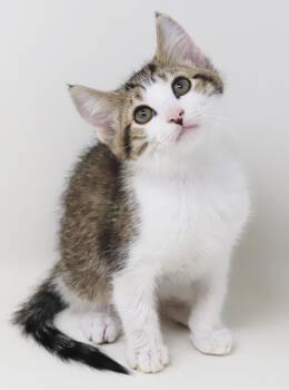 Boomer is our bouncy baby boy - adores momma Briley - AMAZING du -  Turkish Angora and Turkish Van Cat for Adoption in Bedford Hills, New York - Boomer Is Our Bouncy Baby Boy - Adores Momma Briley - AMAZING Du | PetCurious