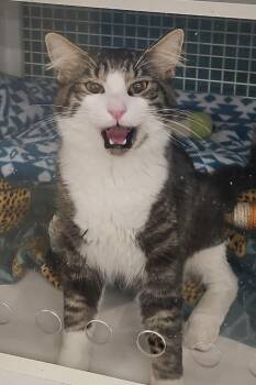 Achilles -  Domestic Short Hair Cat for Adoption in Fort Worth, Texas - Achilles | PetCurious