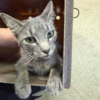 Faye -  Domestic Short Hair Cat for Adoption in Birmingham, Alabama - Faye | PetCurious