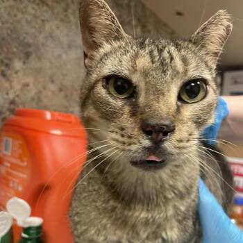 Tabbytha -  Domestic Short Hair Cat for Adoption in Dickinson, Texas - Tabbytha | PetCurious