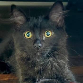 Tapatio -  Domestic Medium Hair Cat for Adoption in Orangevale, California - Tapatio | PetCurious
