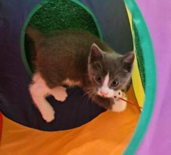 Domestic Short Hair Cats Available for Adoption - Chandler | PetCurious