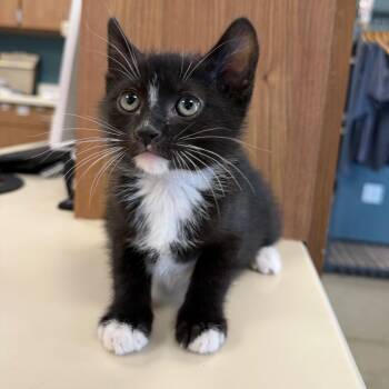 Gremlin -  Domestic Short Hair Cat for Adoption in Cody, Wyoming - Gremlin | PetCurious