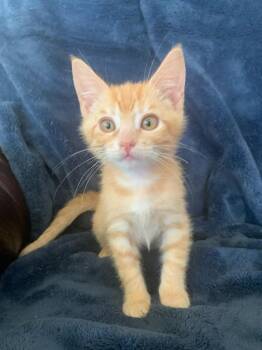 Rescue Tabby Cats for Adoption in Pasco, Washington - Chong | PetCurious