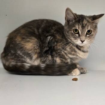 Rescue Domestic Short Hair Cats for Adoption in Jasper, Indiana - Hina | PetCurious