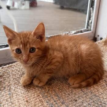 Duncan the Tall -  Domestic Short Hair Cat for Adoption in Fredericksburg, Virginia - Duncan The Tall | PetCurious