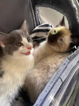 Azula -  Siamese Cat for Adoption in Jersey City, New Jersey - Azula | PetCurious