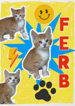 Ferb -  Tabby Cat for Adoption in Pasco, Washington - Ferb | PetCurious