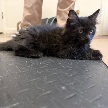 Inky -  Domestic Medium Hair Cat for Adoption in Bel Air, Maryland - Inky | PetCurious