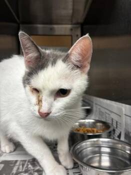 Gaia -  Domestic Short Hair Cat for Adoption in Wichita, Kansas - Gaia | PetCurious