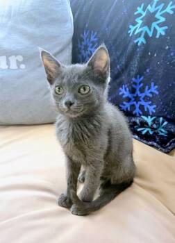Cora -  Domestic Short Hair Cat for Adoption in Winnipeg, Manitoba - Cora | PetCurious