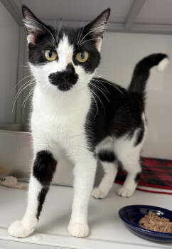 Rescue Domestic Short Hair Cats for Adoption in Alexandria, Virginia - Katie | PetCurious