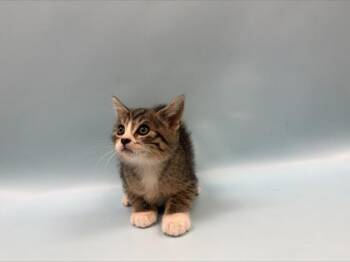 Aphrodite -  Domestic Short Hair Cat for Adoption in Woodbury, Minnesota - Aphrodite | PetCurious