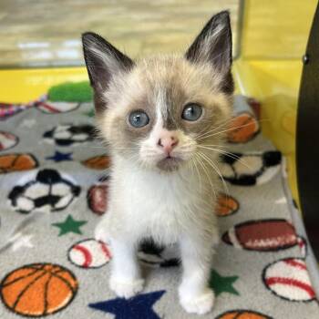 Snowshoe Cats Available for Adoption in Abilene, Texas - Hyperion | PetCurious