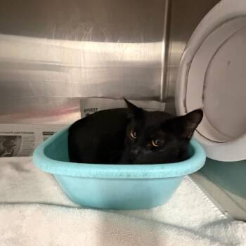 Domestic Short Hair Cats Available for Adoption in Ardmore, Oklahoma - Berta | PetCurious