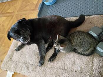 Maisie -  Domestic Short Hair Cat for Adoption in Liberty, New York - Maisie | PetCurious
