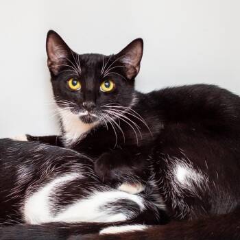 George Orwell -  Domestic Short Hair Cat for Adoption in Hattiesburg, Mississippi - George Orwell | PetCurious