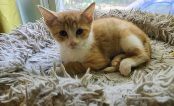 Rescue Tabby and Domestic Short Hair Cats for Adoption in Rockwall, Texas - Ginger | PetCurious